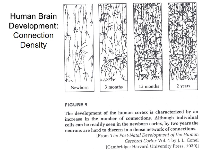 Human Brain Development: Connection Density